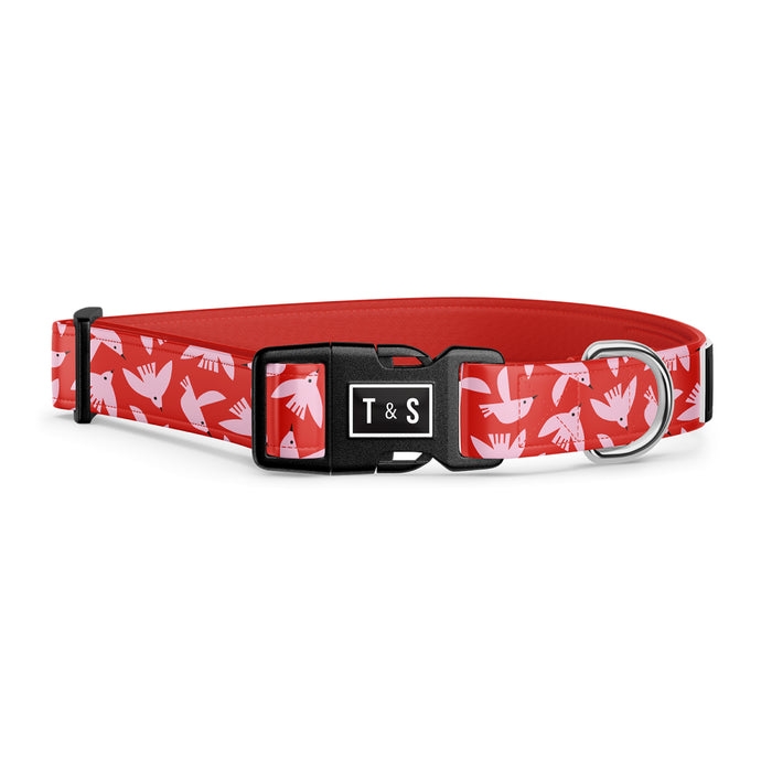 Collier pour chien Cuicui