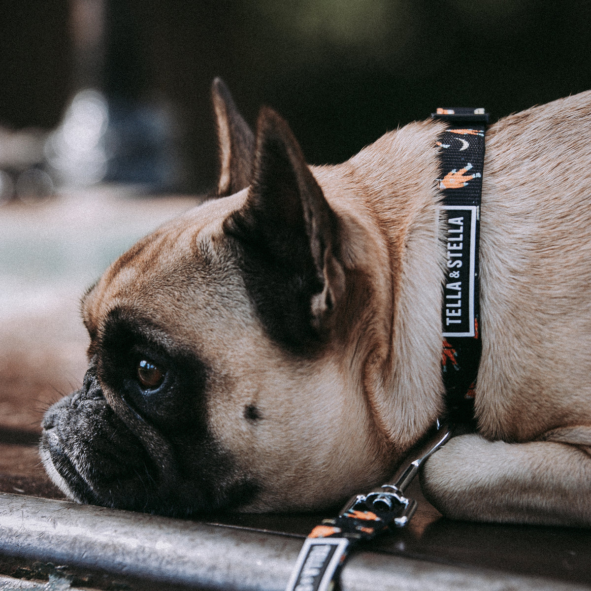 Astro dog outlet collar