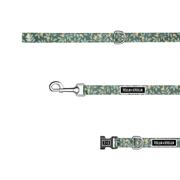 Duo collier et laisse pour chien Nectar