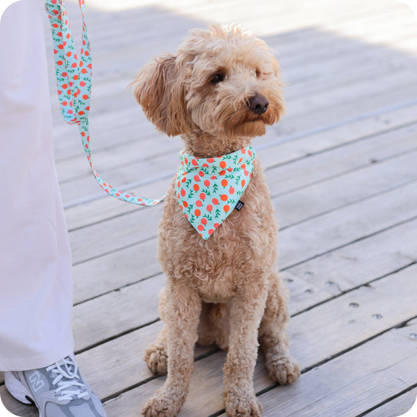 Les bienfaits d’un foulard pour chien : plus qu’un accessoire de mode