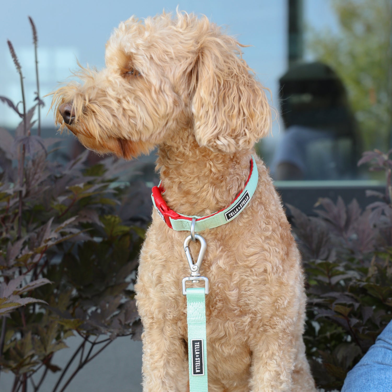 Aqua dog collar – Tella Stella ™ - Main Image