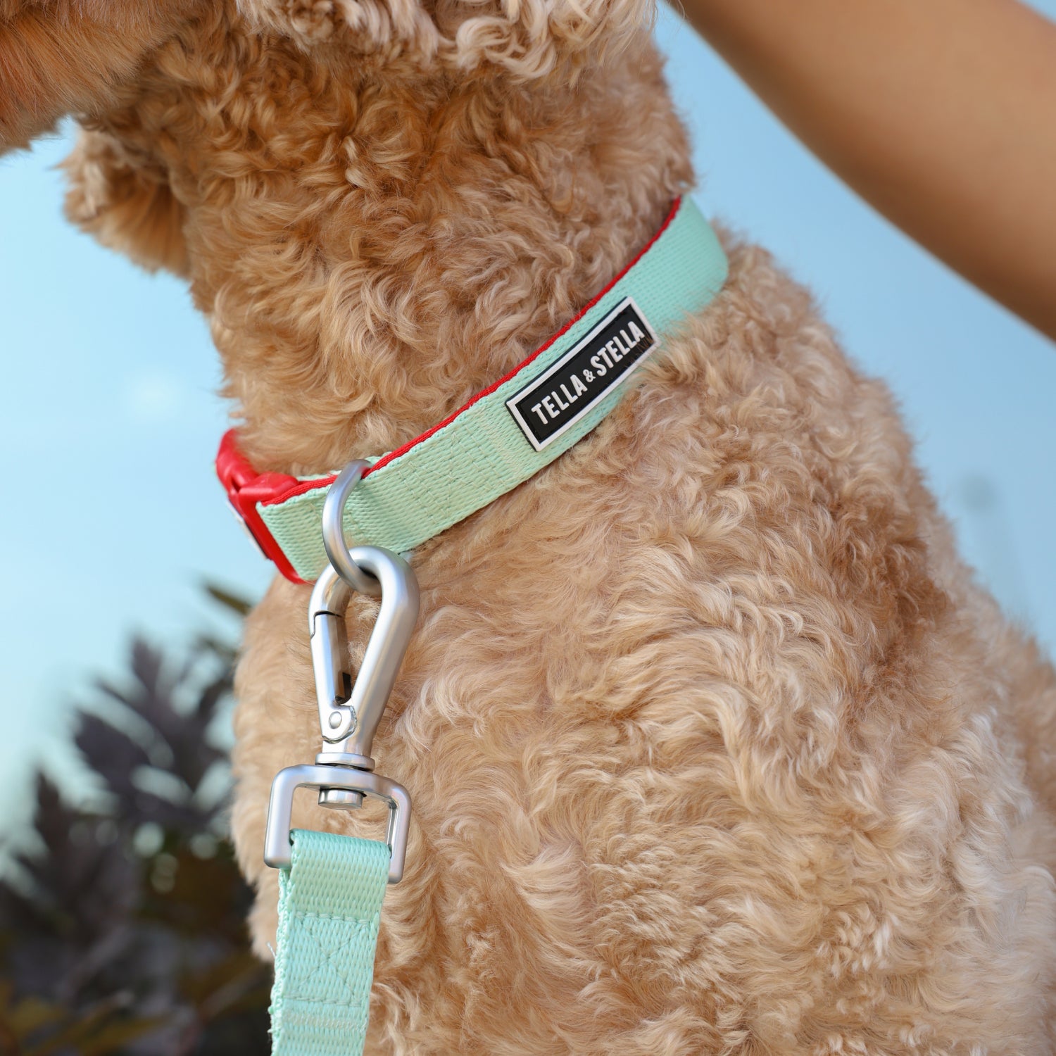 Aqua dog collar