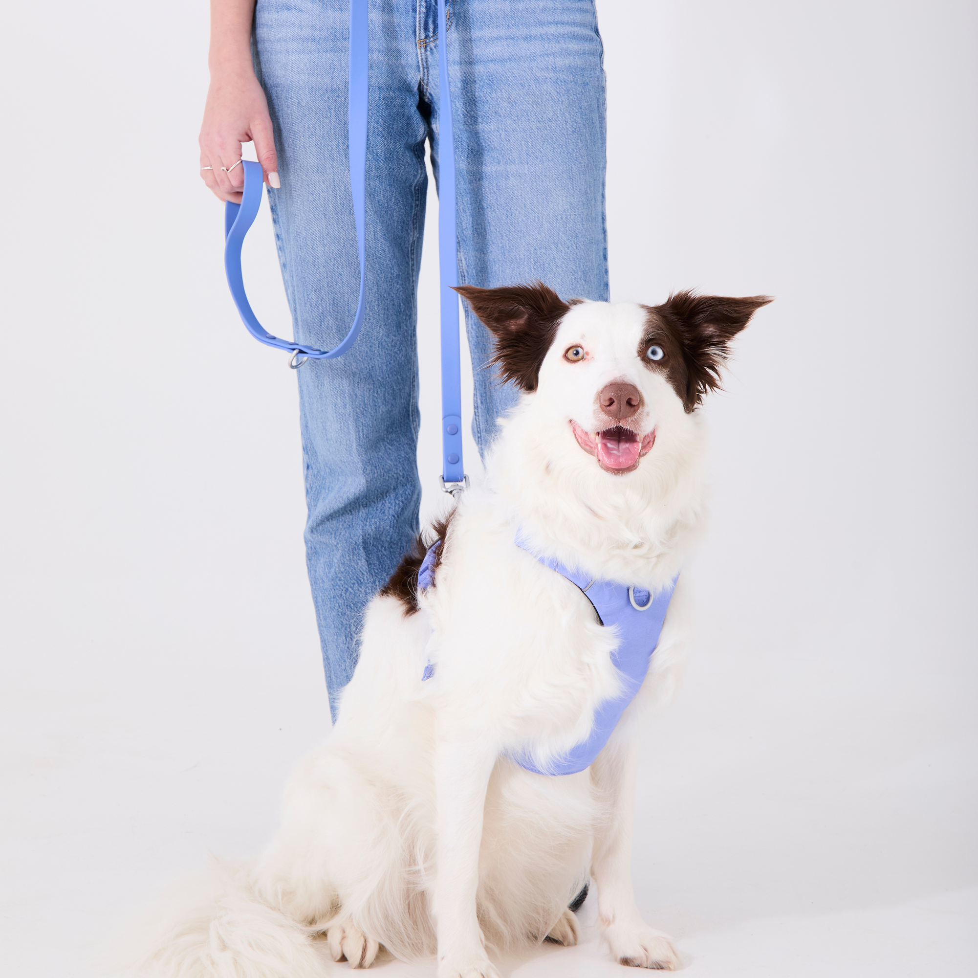 Hydrangea blue waterproof dog combo collar and leash