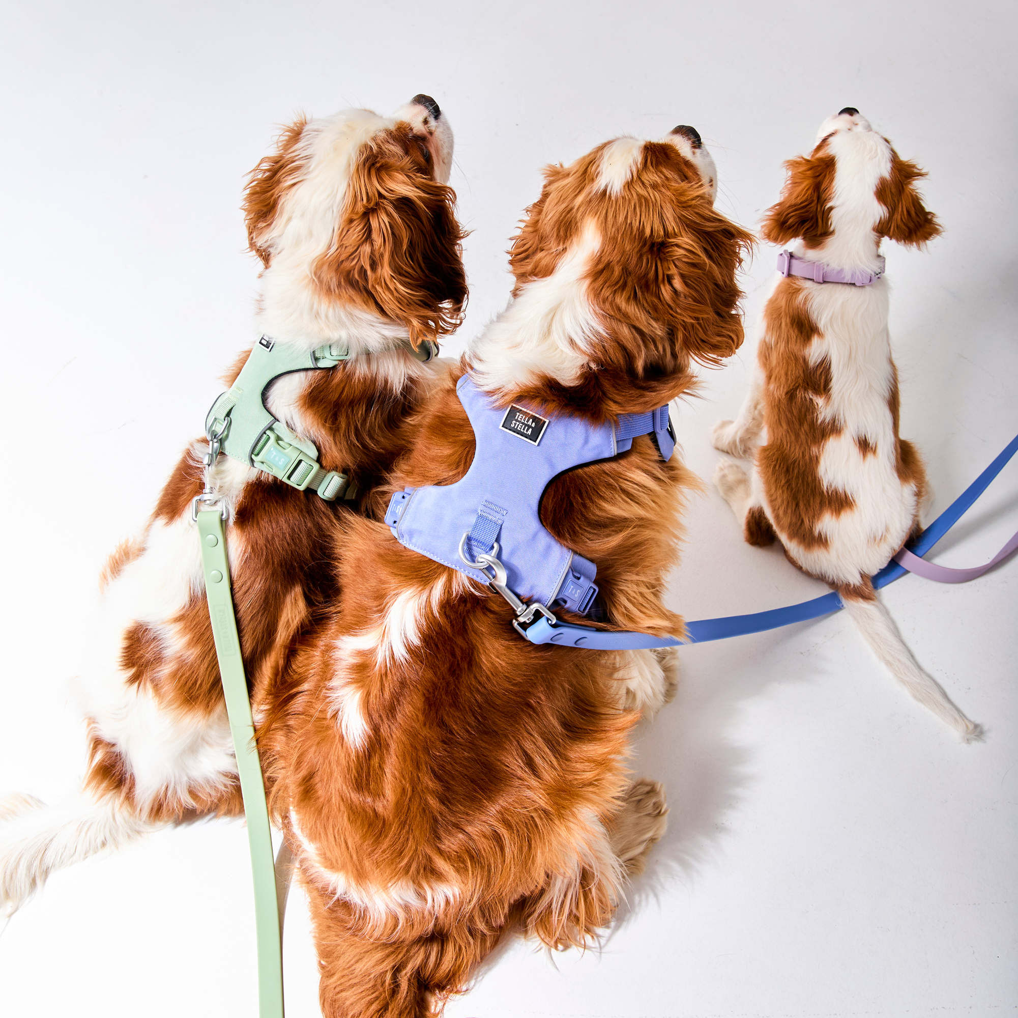 Duo collier et laisse imperméable pour chien Aqua