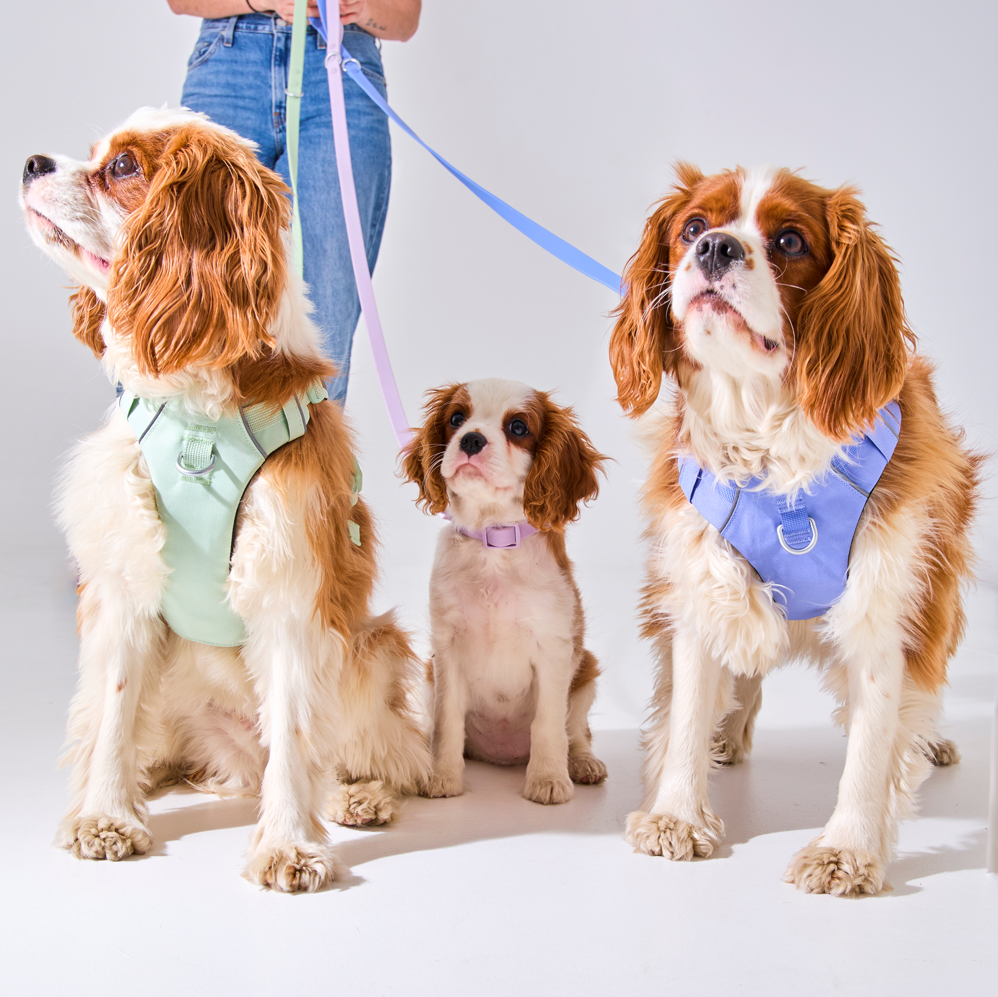 Harnais robuste pour chien Aqua