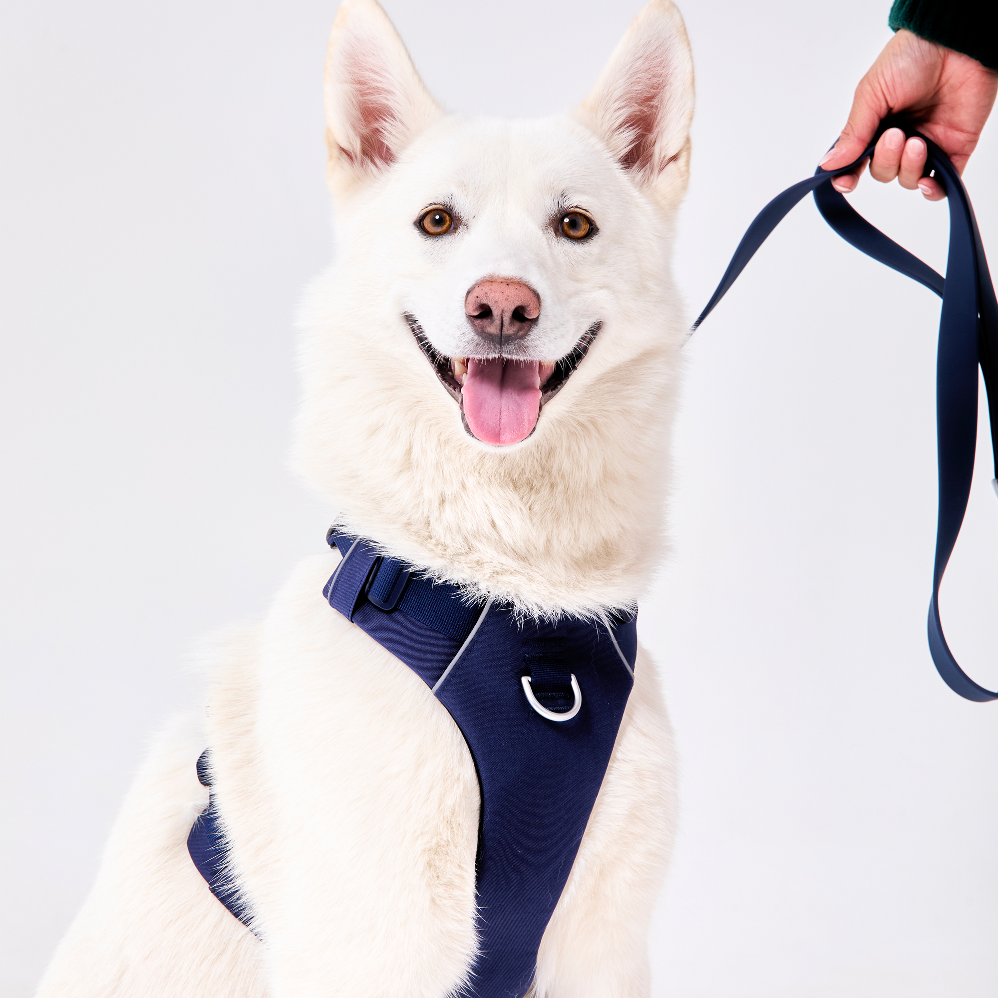 Harnais robuste pour chien Marine