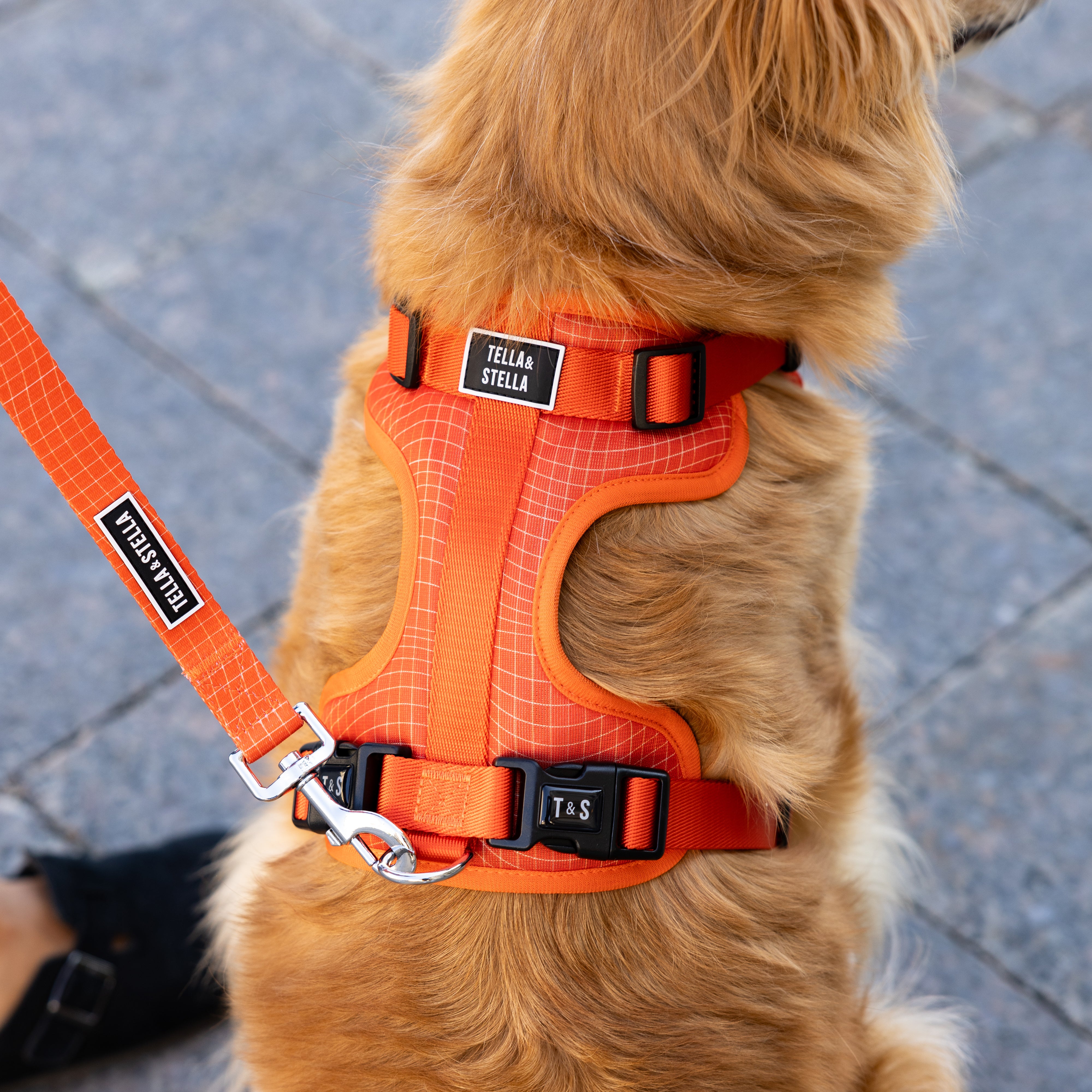 Adjustable dog harness - Tango