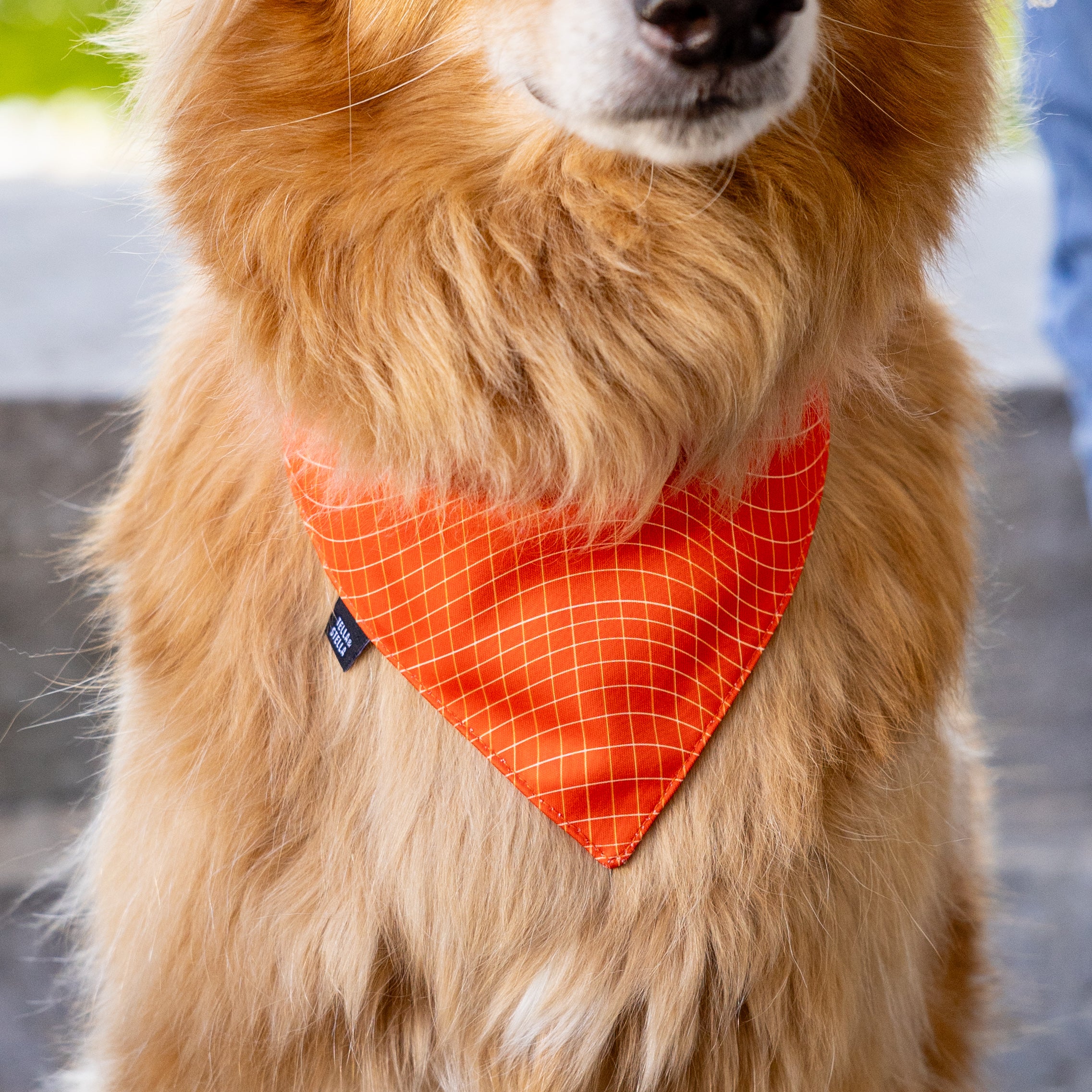 Tango dog bandana