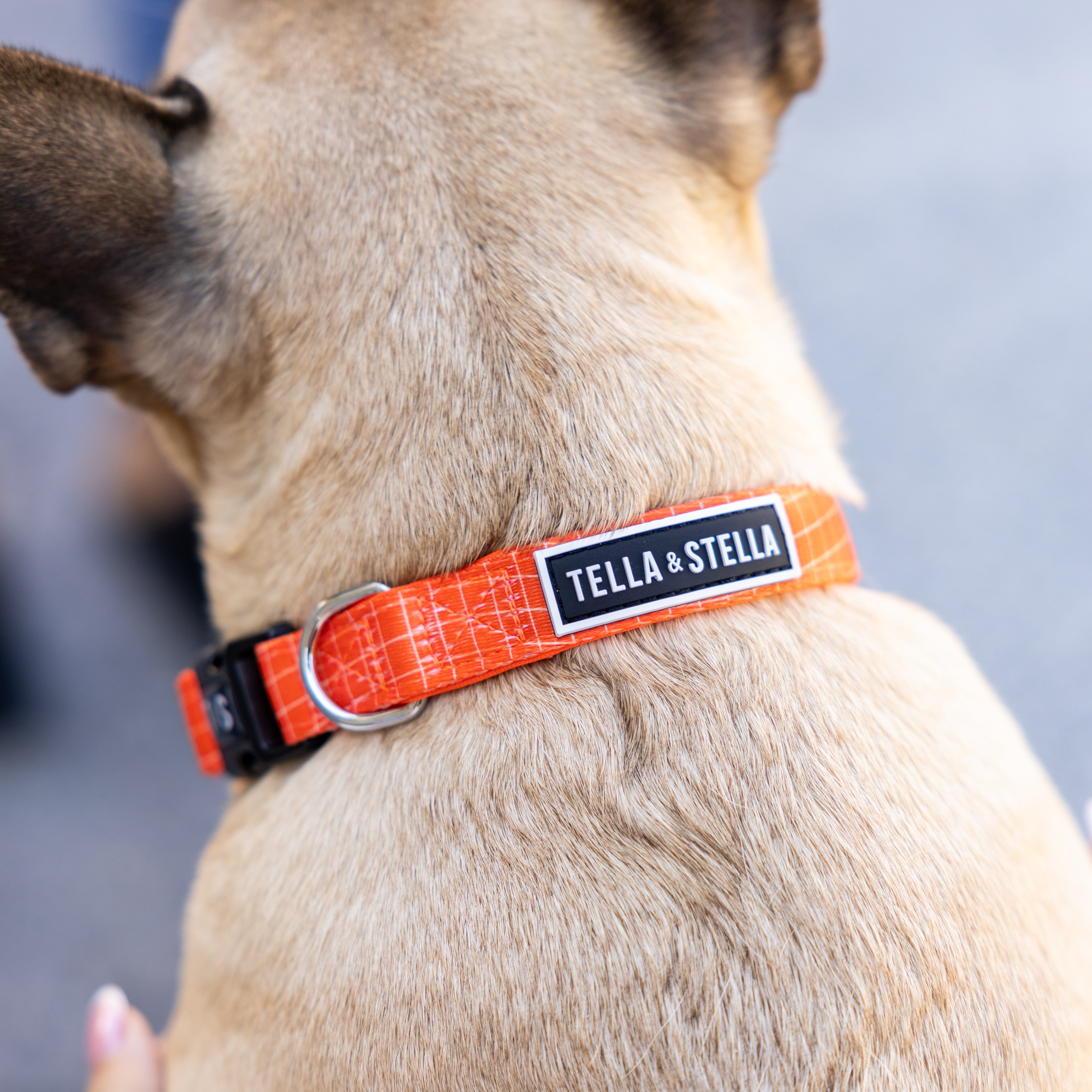 Tango dog collar