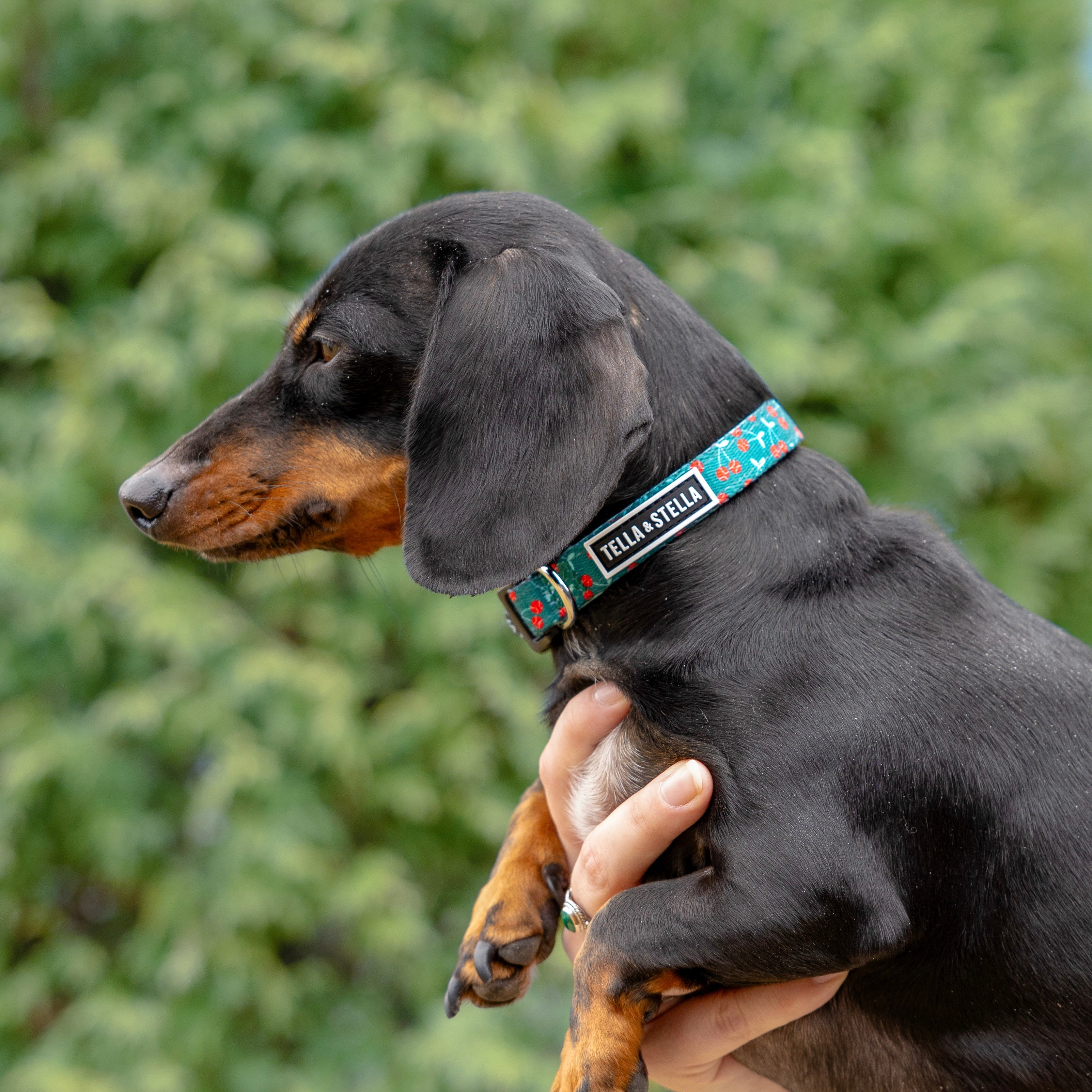 Collier pour chien Smash de cerises