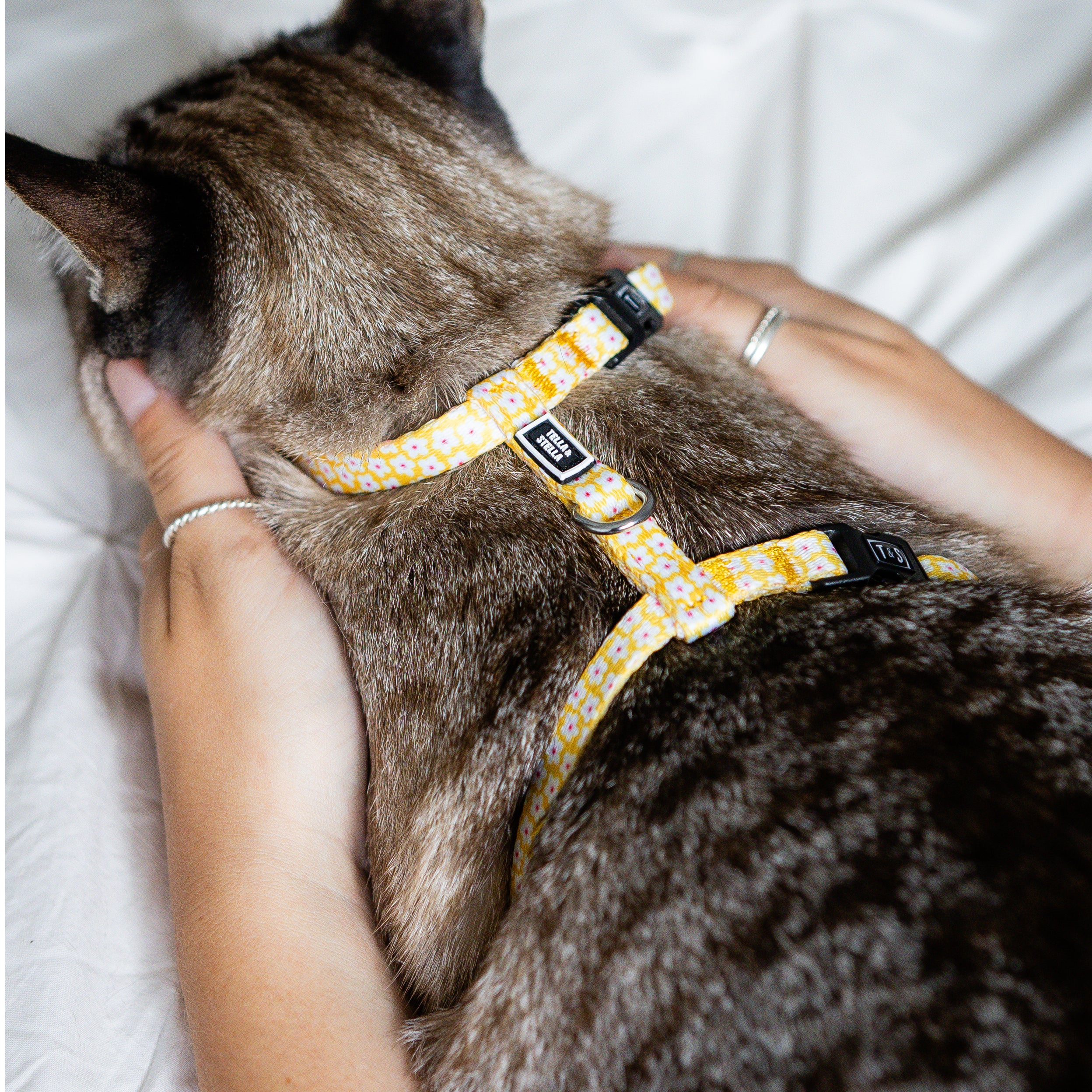 Florence cat harness