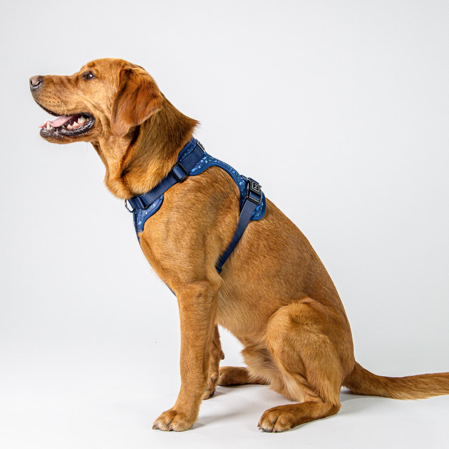 Adjustable dog harness maritime meeting