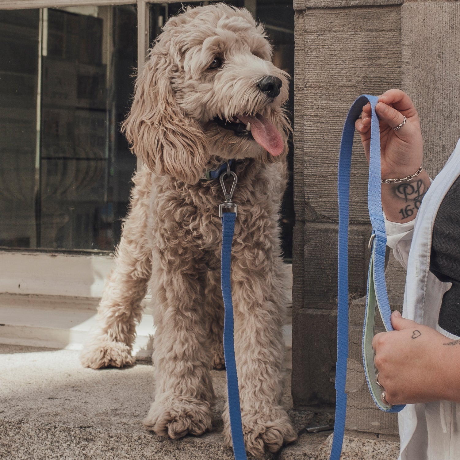 Duo collier et laisse pour chien Bleu hydrangea