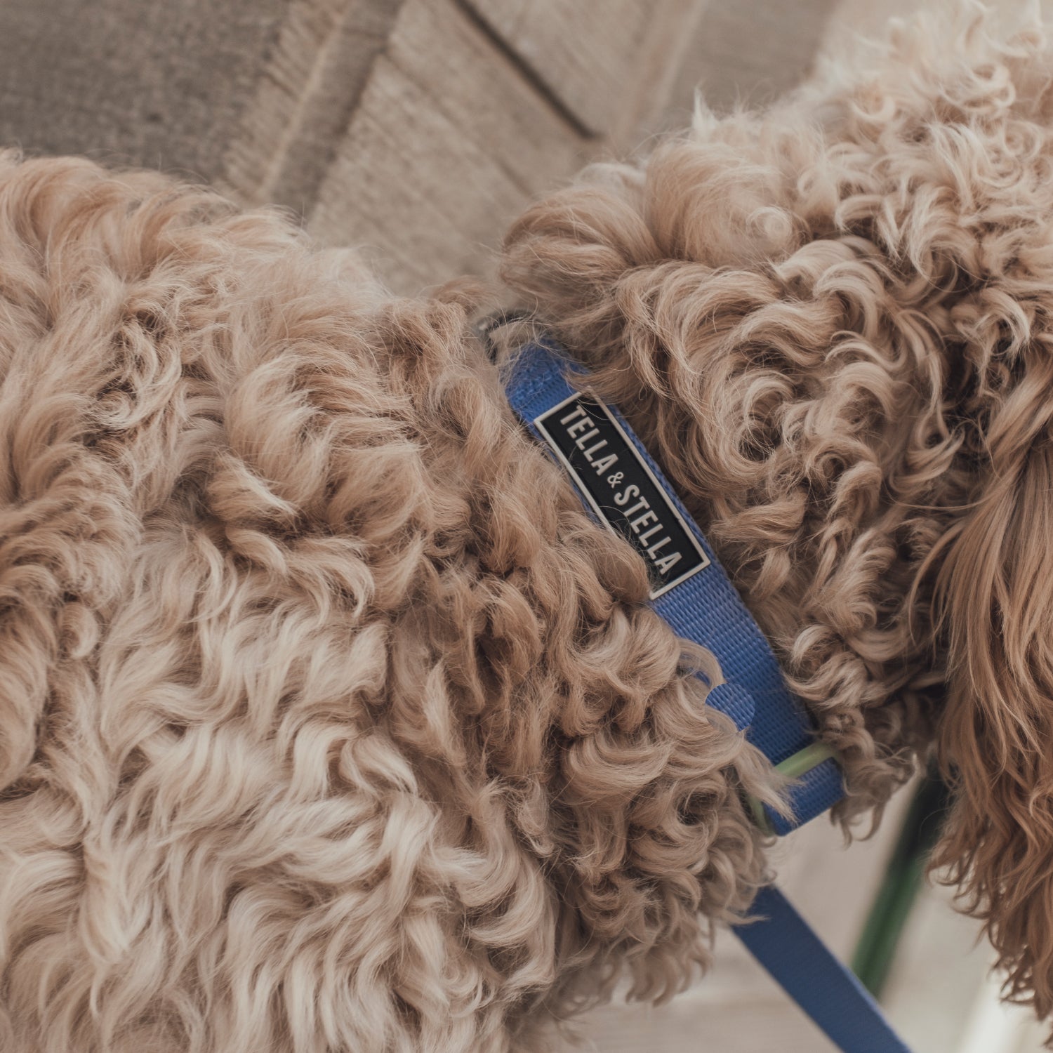 Collier pour chien Bleu hydrangea