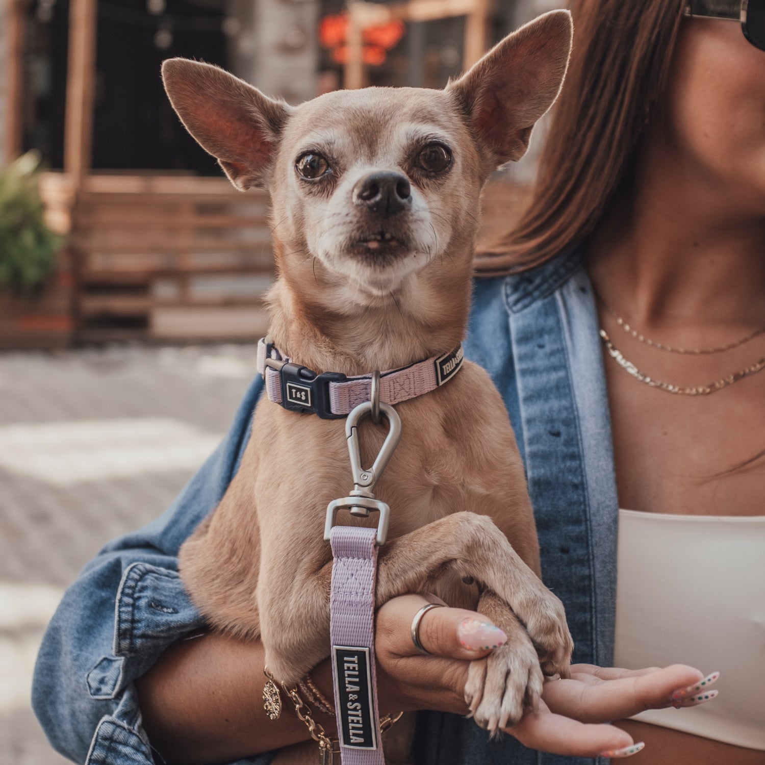 Lilac dog combo collar and leash