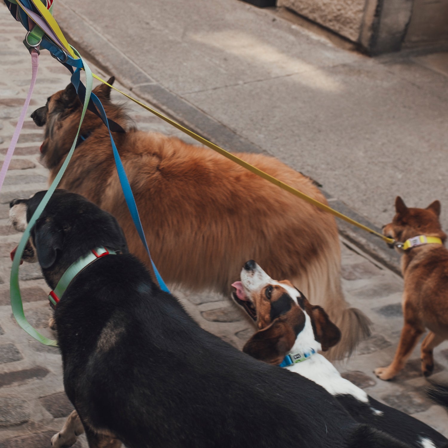 Lilac dog collar