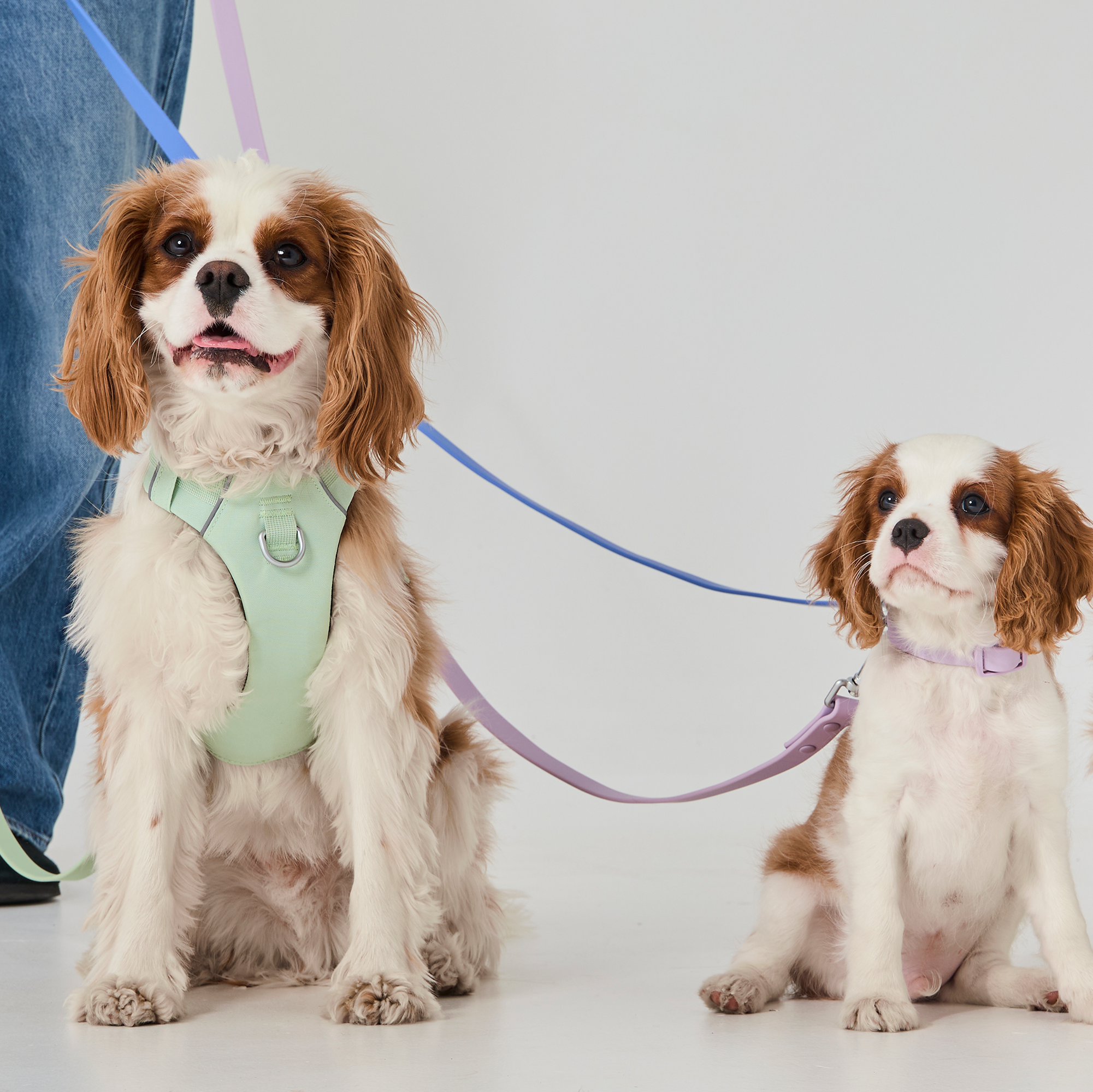 Duo collier et laisse imperméable pour chien Aqua
