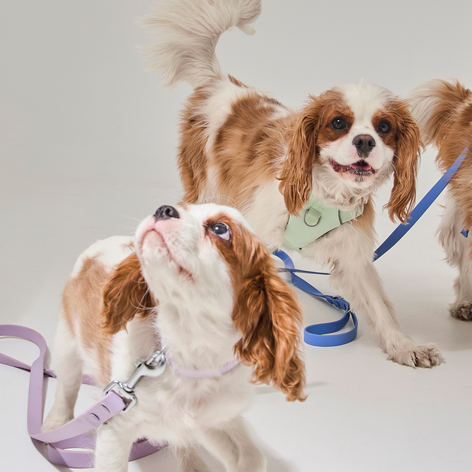Lilac waterproof dog leash
