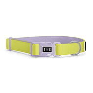 Lime dog collar