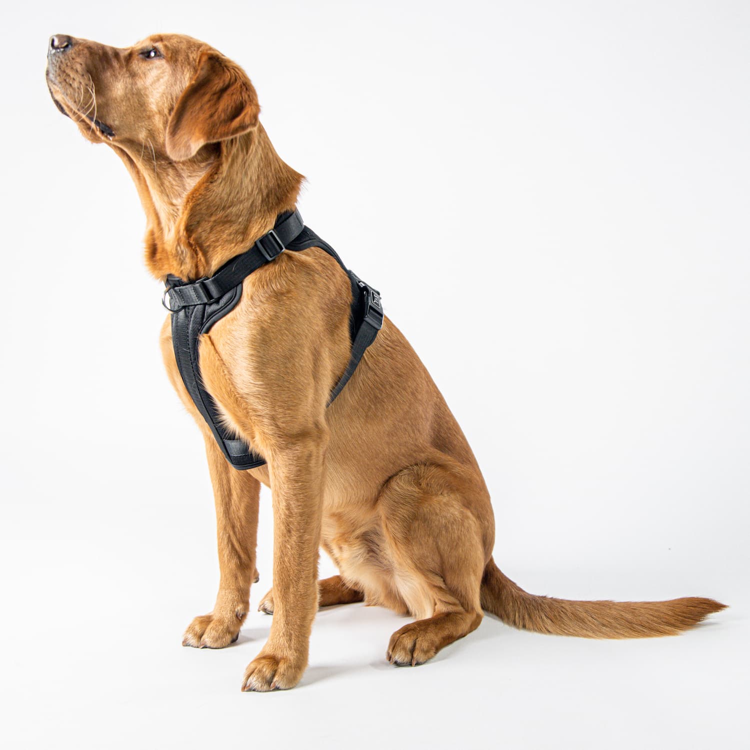 Adjustable dog harness - Black