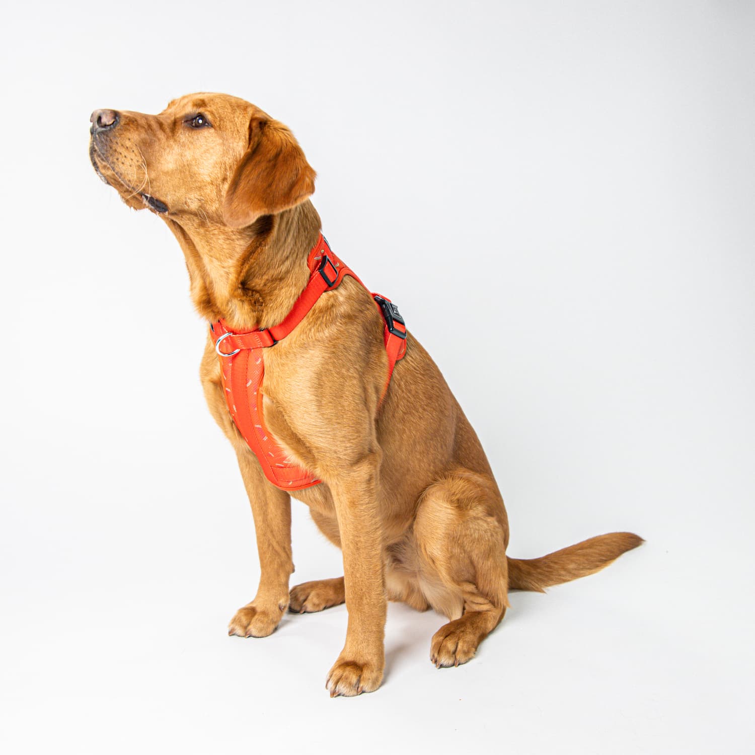 Adjustable dog harness - Fresh watermelon – Tella & Stella ™