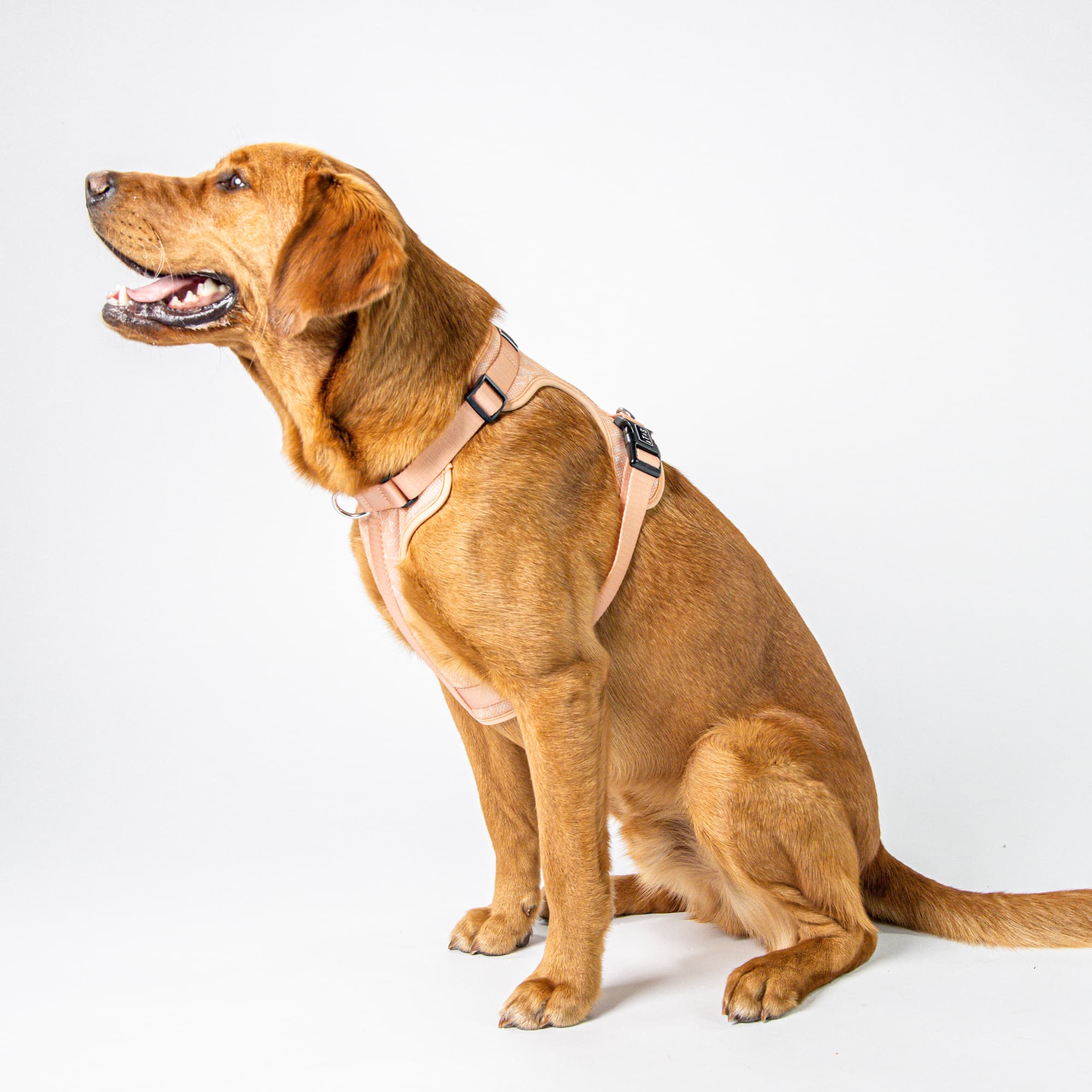 Adjustable dog harness Althea