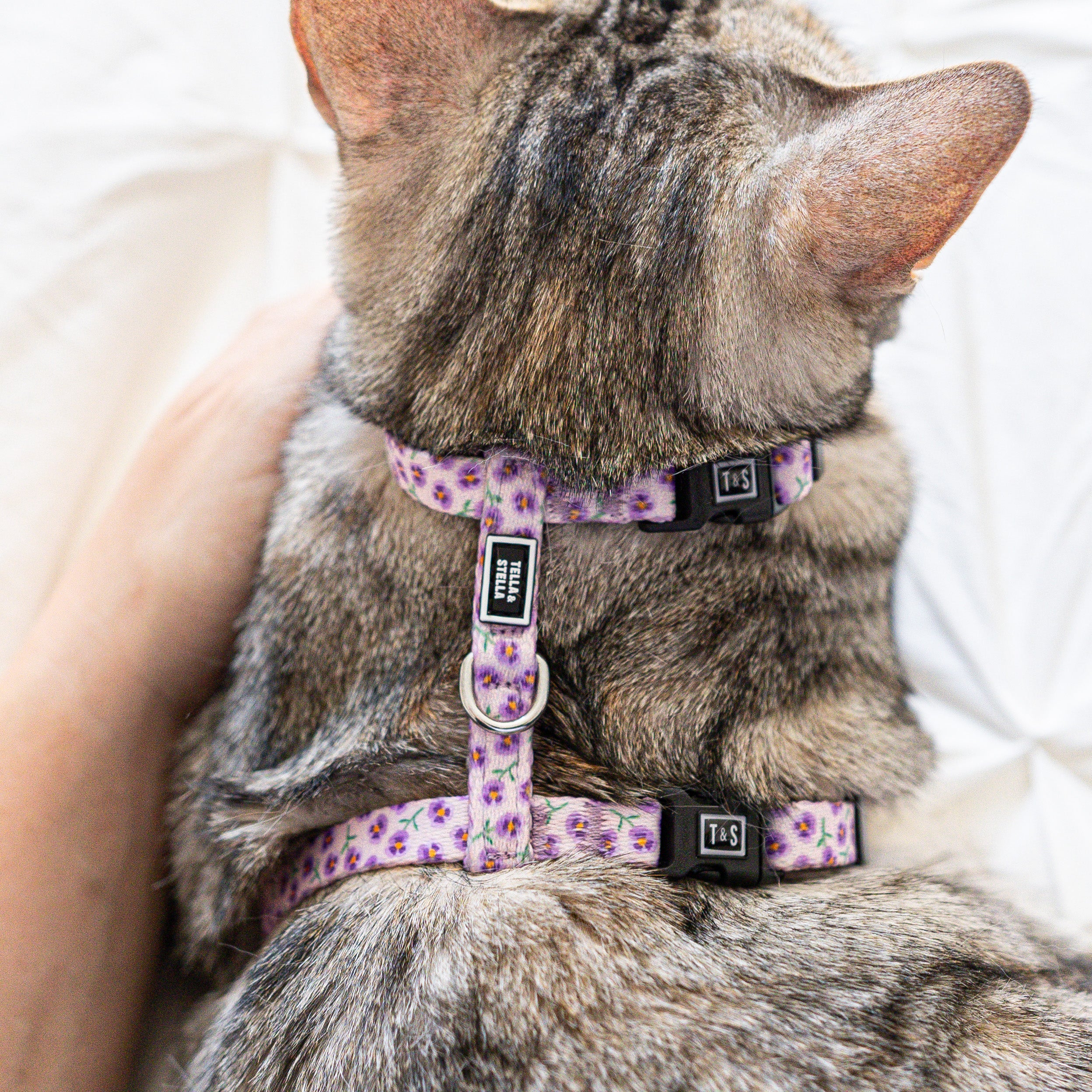 Violet cat harness