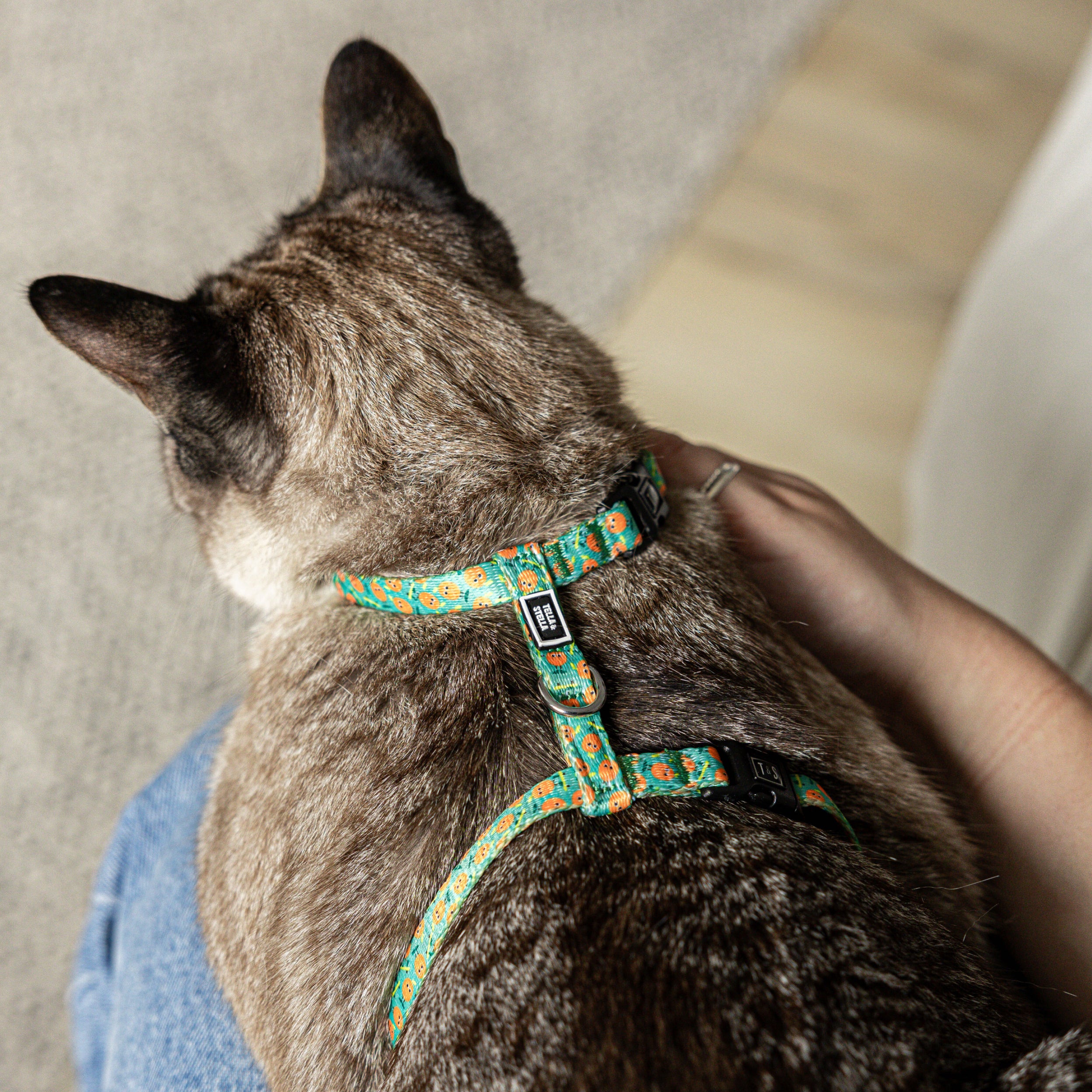 Ollie Orange cat harness