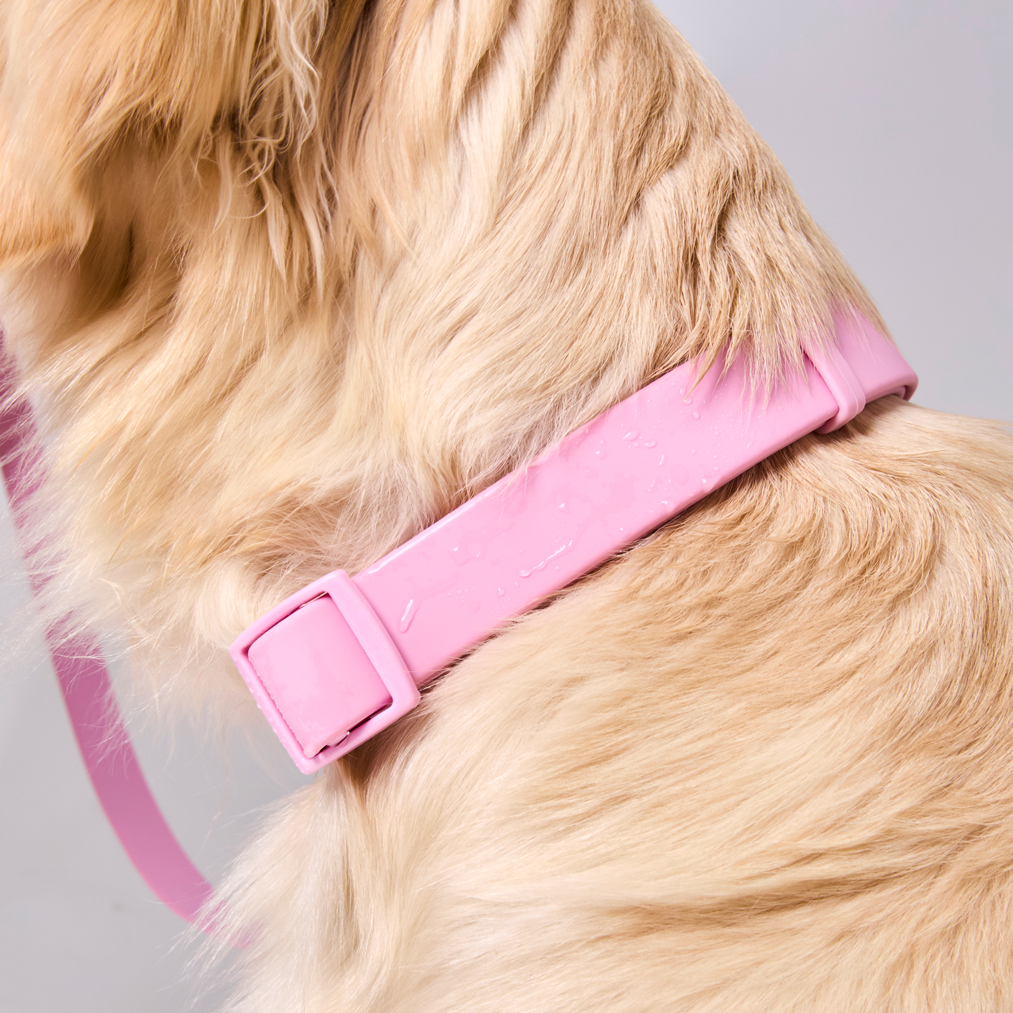 Collier imperméable pour chien Rose