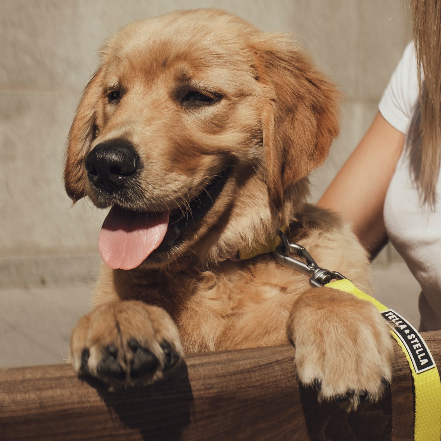 Lime dog collar