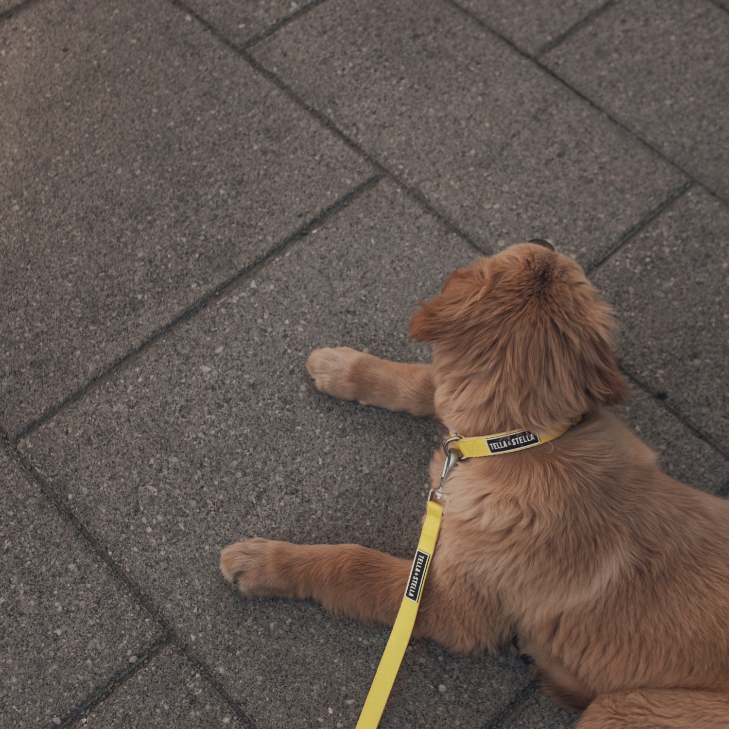 Lime dog collar