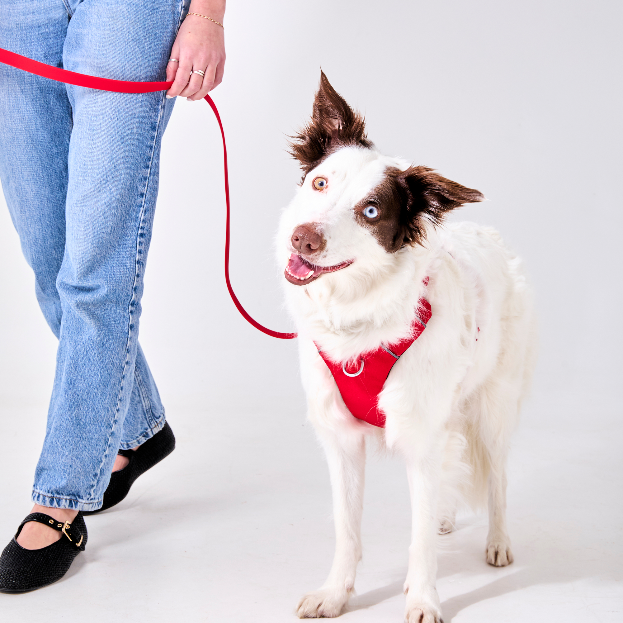 Laisse imperméable pour chien Rouge