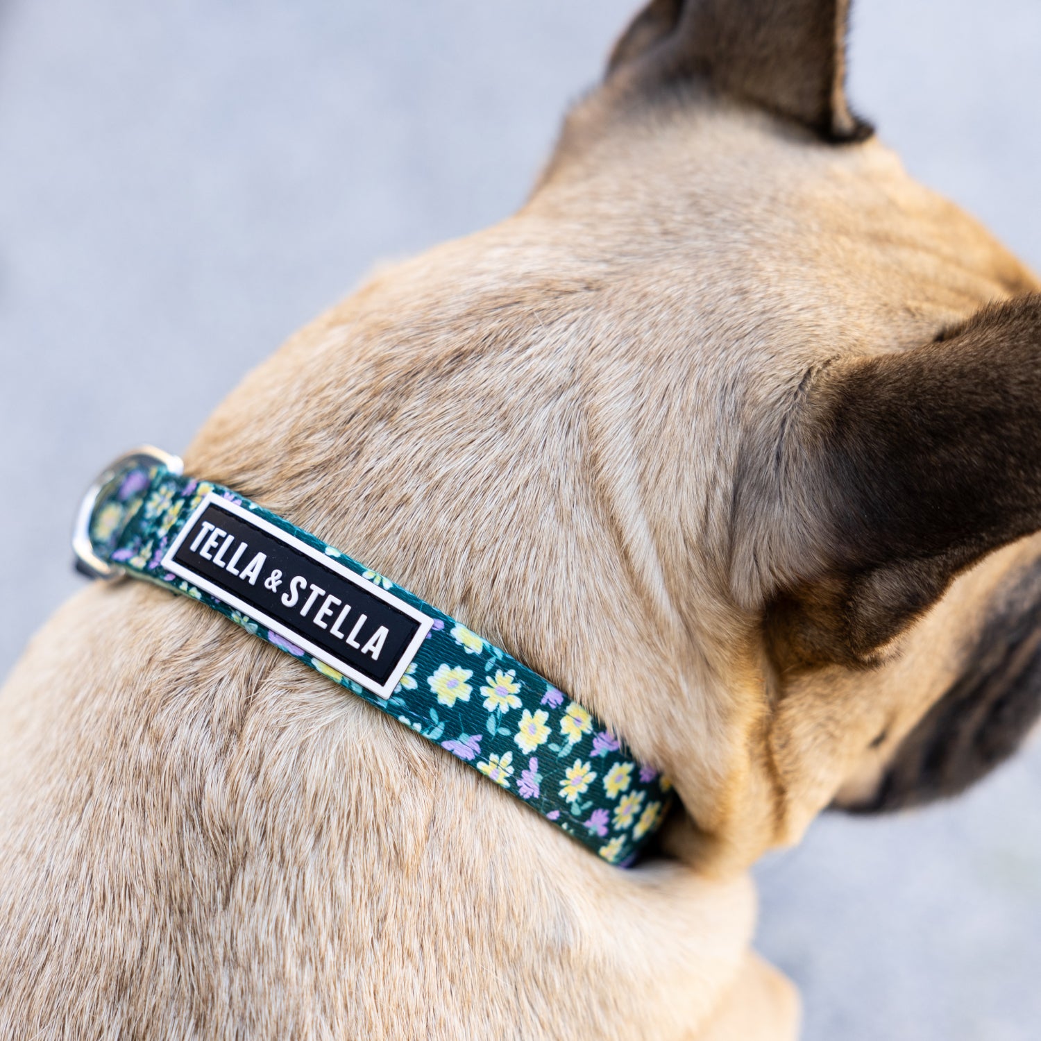 Margot dog combo collar and leash