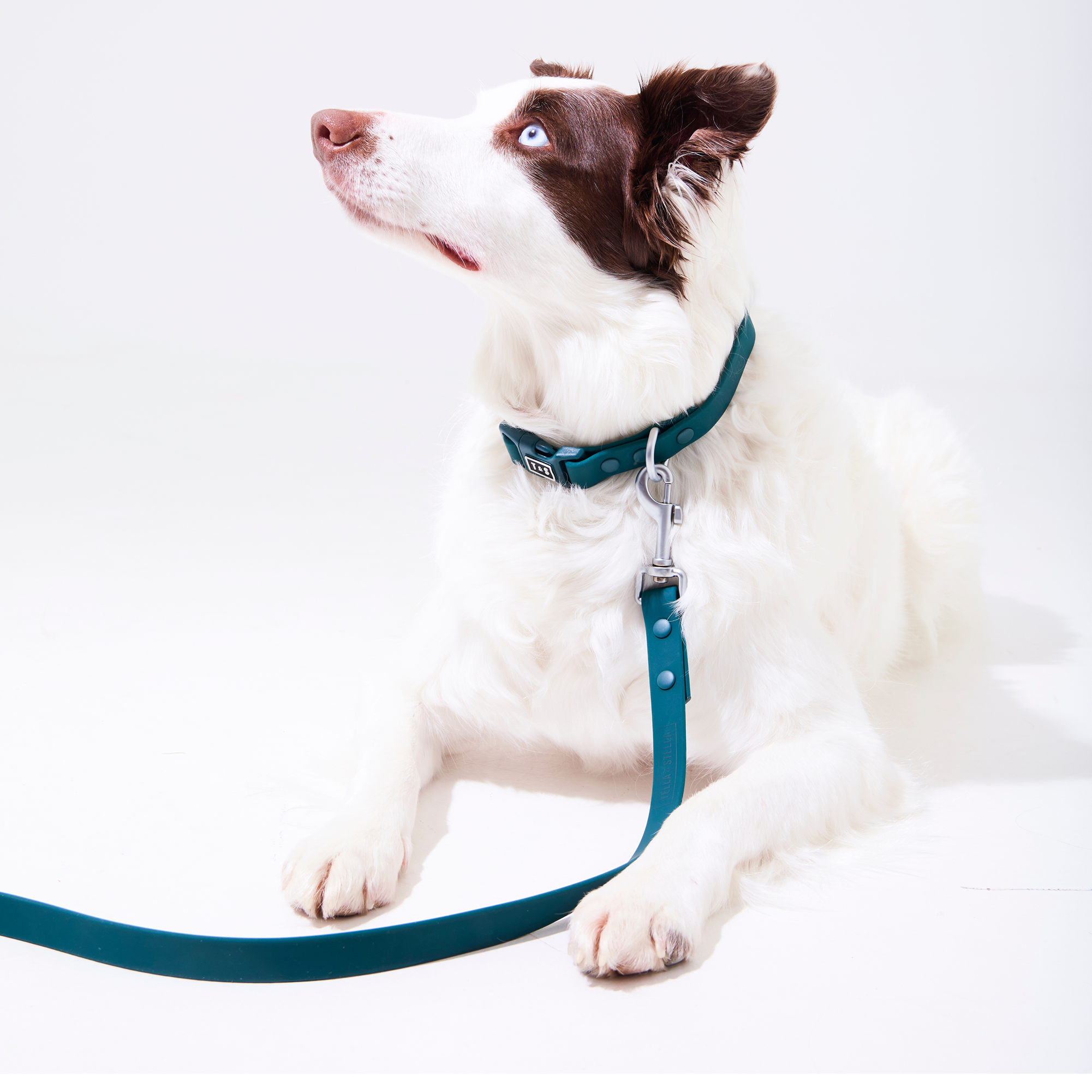Forest green waterproof dog combo collar and leash