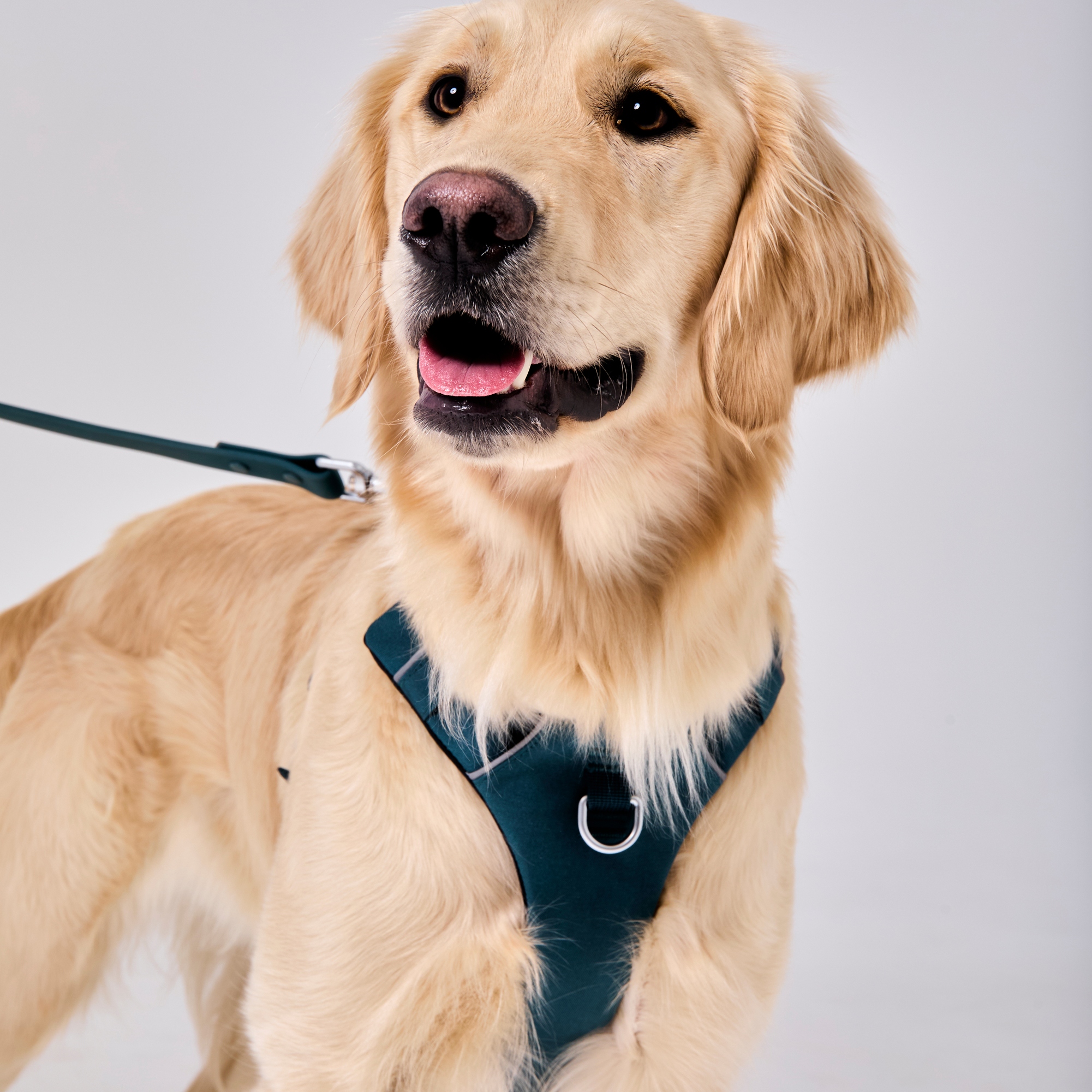 Forest green waterproof dog combo collar and leash
