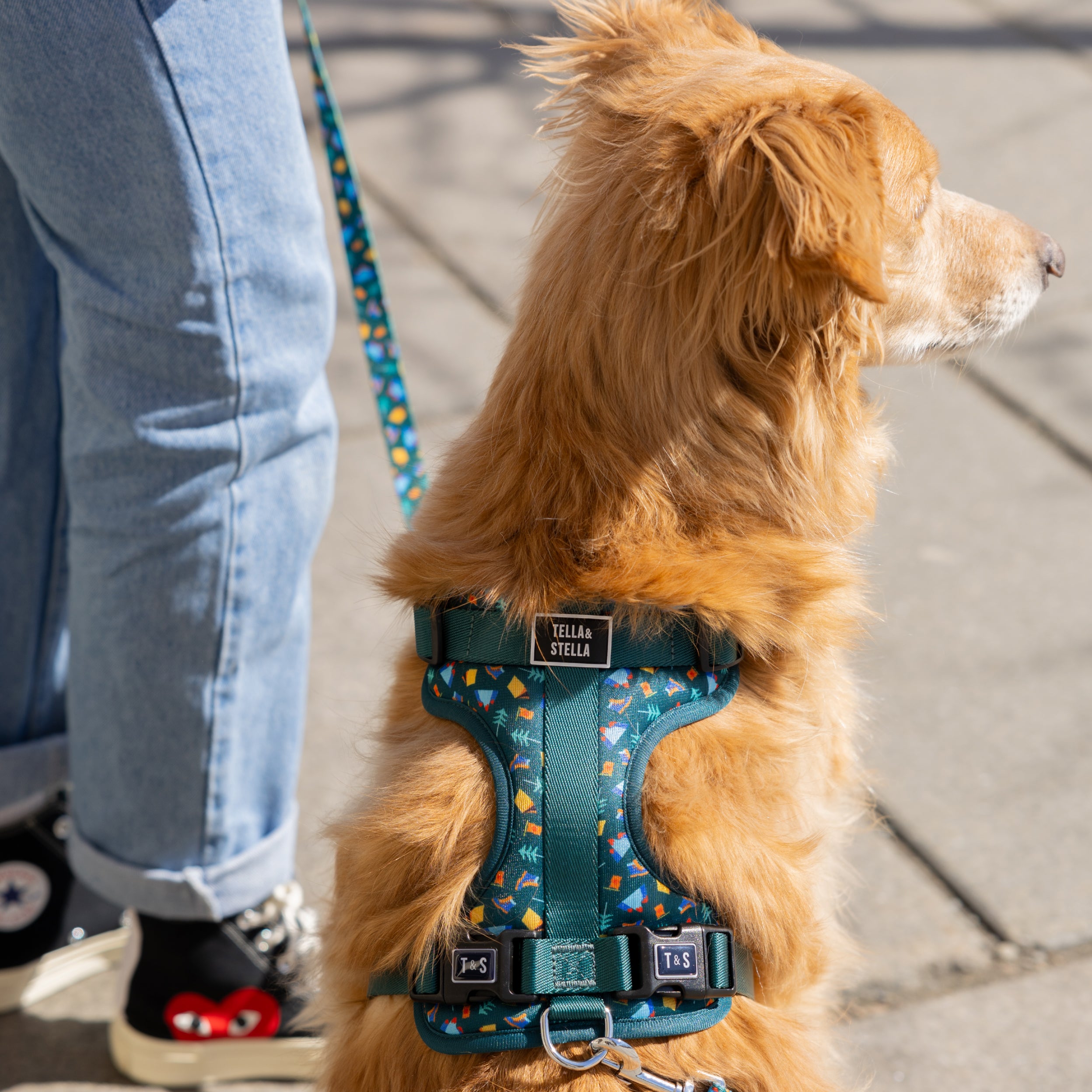 Adjustable dog harness - Banff