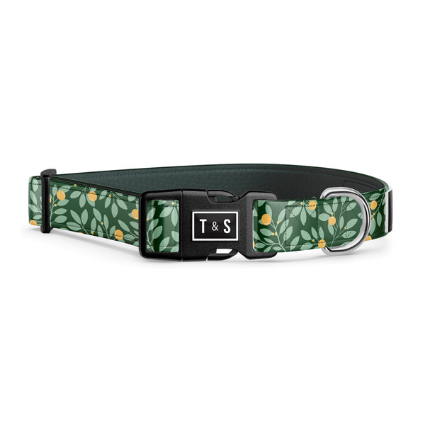 Collier pour chien Nectar