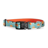 Orangery dog collar