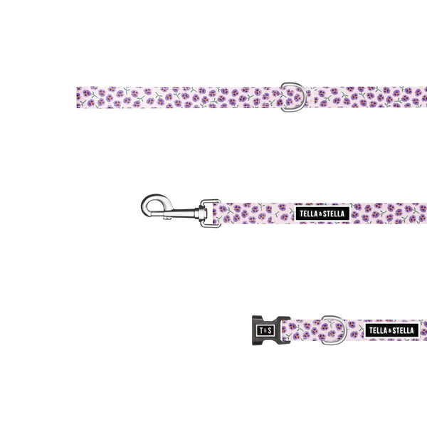 Duo collier et laisse pour chien Violette