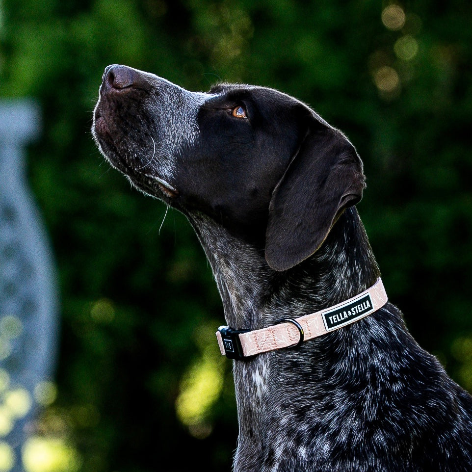 
                
                  Load image into Gallery viewer, Althea dog collar
                
              