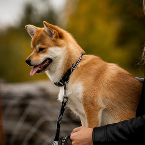 Bad Dog Club Combo Collar and Leash