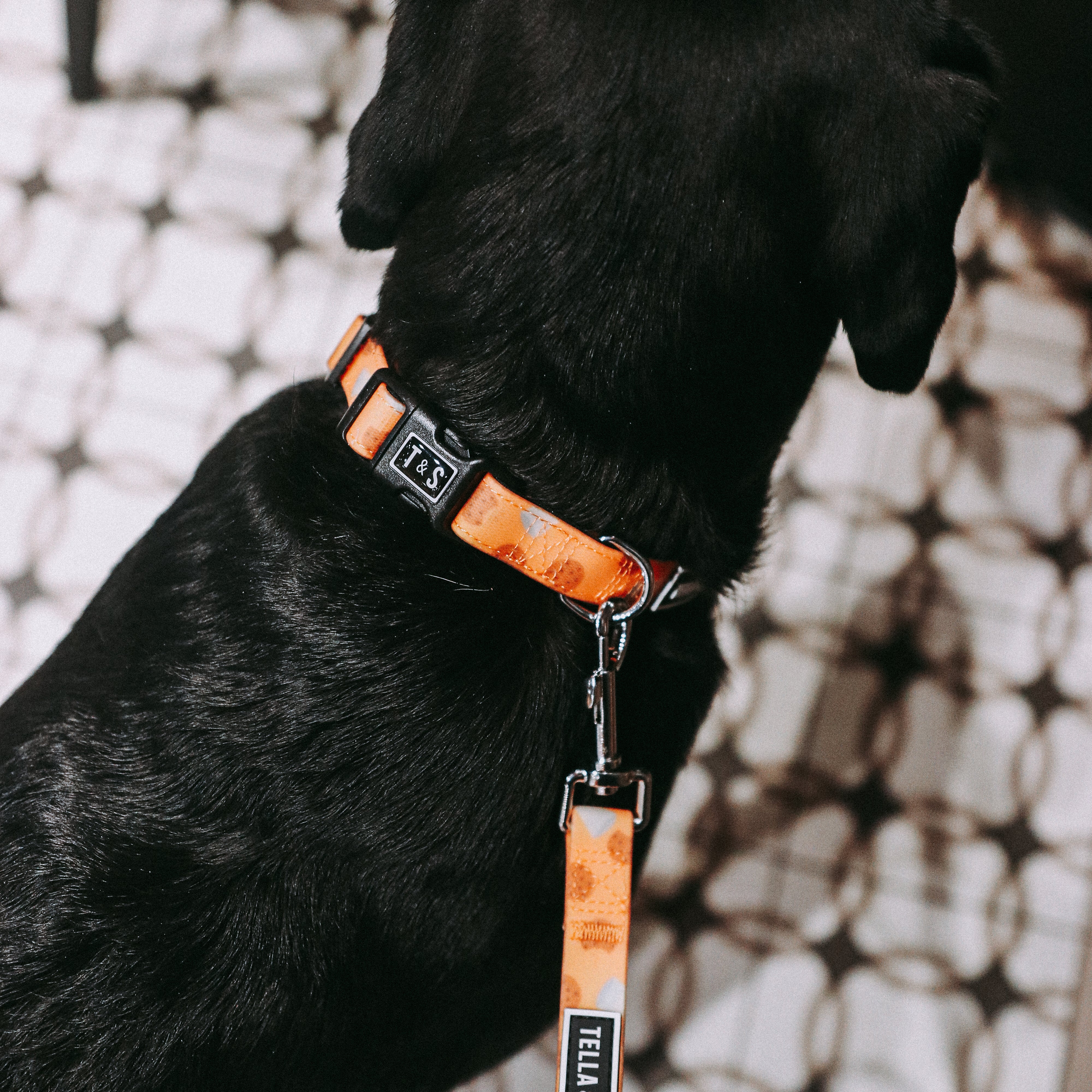 Biscuit combo collar and leash