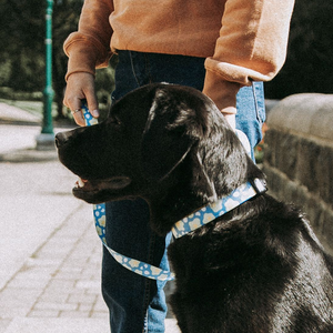 Duo collier et laisse pour chien Coco