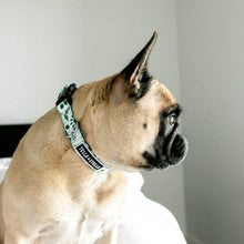 
                      
                        Load image into Gallery viewer, Hoya Combo Collar and Leash
                      
                    