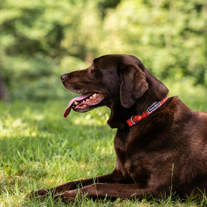 Livia Dog Collar