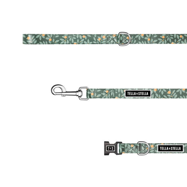 Duo collier et laisse pour chien Nectar
