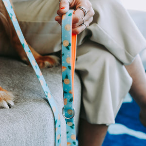 Orangery dog leash