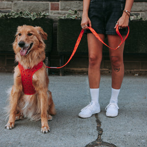 Fresh Watermelon Dog Harness