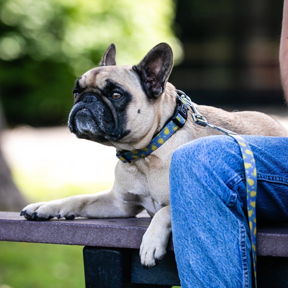 
                
                  Charger l&#39;image dans la galerie, Laisse pour chien Poire
                
              