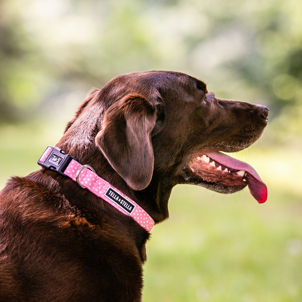 
                
                  Load image into Gallery viewer, Polka Dot Combo Collar and Leash
                
              